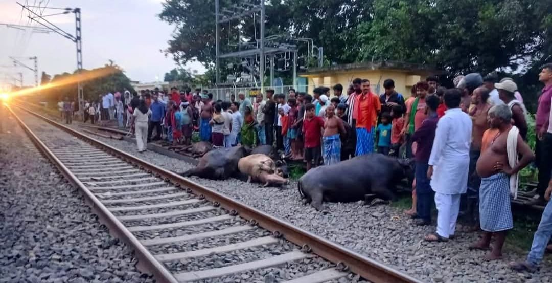 बड़ी रेल दुर्घटना टली, चालक की सूझबूझ से बची कई जानें – नाथनगर में ट्रेन की चपेट में आईं 9 भैंसें