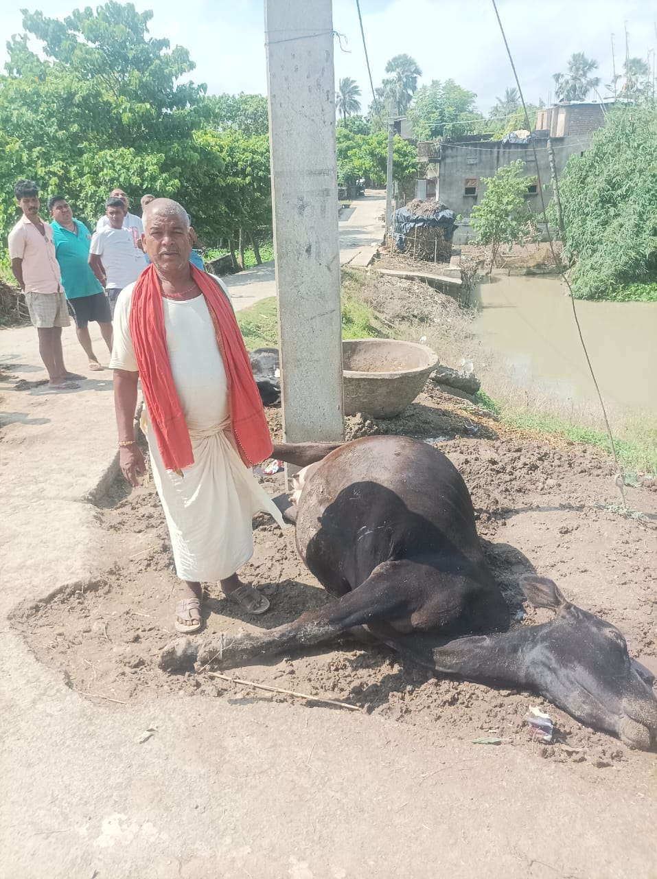 खगड़िया: गोगरी के मीरगंज में करंट से दो गाय की हुई मौत, पीड़ित ने मांगा मुआवजा