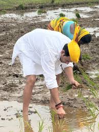 तेज प्रताप यादव की धान की रोपनी के बीच आरजेडी में अंदरूनी टकराव तेज, शाहपुर में मदन यादव को बनाया उम्मीदवार