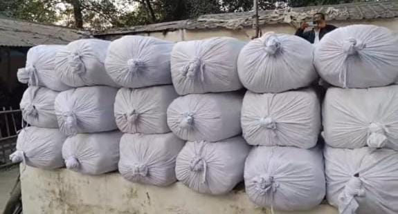 वीरपुर में अब तक की सबसे बड़ी नशा विरोधी कार्रवाई, मक्का के खेत से 620 किलो गांजा बरामद, 20 बोरी में छुपाकर रखा था गांजा