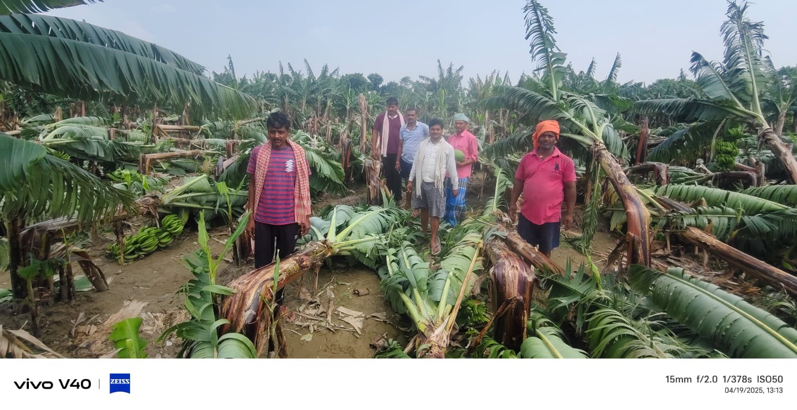 परबत्ता में कुदरत की आपदा से तबाह हुए किसान, 4 वर्षों में तीन-तीन बार नष्ट हुई फसलें, नहीं मिला मुआवजा