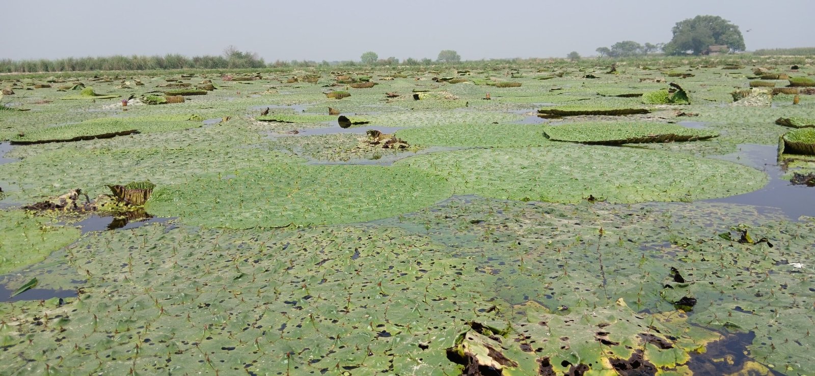 परबत्ता :पारंपरिक खेती की बदली तस्वीर, खगड़िया में मखाना बना किसानों की नई उम्मीद