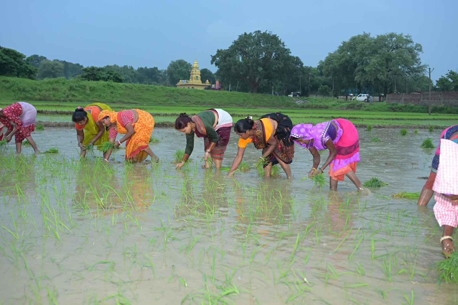 सूखे की कगार पर बिहार : मानसून की दगाबाजी से 5 जिलों में 5% भी नहीं हुई धान रोपनी, जानें थाली से लेकर अर्थव्यवस्था पर क्या पड़ेगा असर